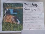 2 CAVIA'S vrouwtjes, Cavia, April, Vrouwelijk, Tam