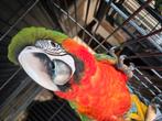 Ara Arlequin, Dieren en Toebehoren, Meerdere dieren, Papegaai, Geringd