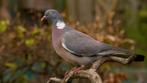 Gezocht bosduif houtduif, Dieren en Toebehoren, Pluimvee, Meerdere dieren, Overige soorten