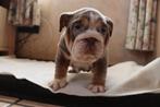 engelse bulldog, Dieren en Toebehoren, Honden | Bulldogs, Pinschers en Molossers, België, CDV (hondenziekte), 8 tot 15 weken, Bulldog