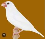 Witte padda/ rijstvogel man, Dieren en Toebehoren