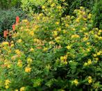 Hypericum, Ophalen, Overige soorten, Struik, Minder dan 100 cm