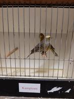 Lizard kanaries, Dieren en Toebehoren, Vogels | Overige Vogels