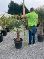 Tr Wagnerianus (palmier rustique ), Jardin & Terrasse, Plantes | Jardin, Enlèvement ou Envoi
