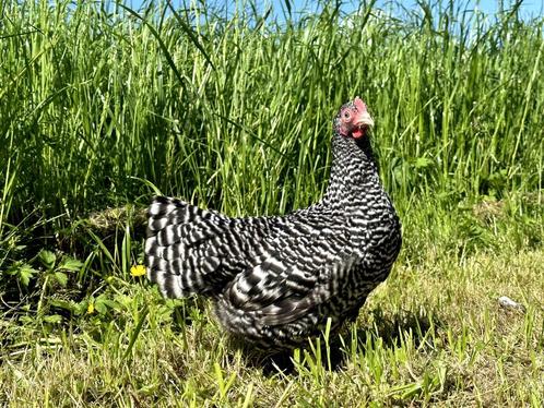 Jonge tamme Amrock kriel kippen hennen gesekst en ingeënt, Animaux & Accessoires, Volatiles, Poule ou poulet, Femelle