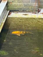 Koi te koop, Carpe ou Koï