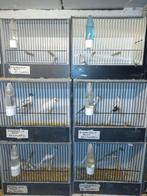 Bonte diamantduiven, Dieren en Toebehoren, Vogels | Overige Vogels