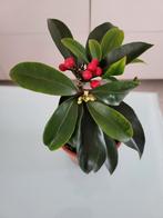 Skimmia met rode vruchten, Ophalen