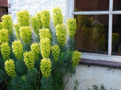 Wolfsmelk of Euphorbia, Tuin en Terras, Planten | Tuinplanten, Vaste plant, Ophalen