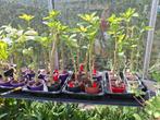 Brugmansia of trompetbloem, Tuin en Terras, Planten | Tuinplanten, Ophalen