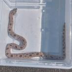 Haakneus / Hognose / Heterodon nasicus, Dieren en Toebehoren, Reptielen en Amfibieën