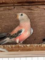 Bourke opaline, Dieren en Toebehoren, Vogels | Parkieten en Papegaaien, Geslacht onbekend, Parkiet