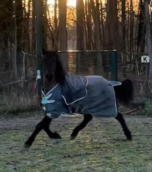 Cursus trimmen op blote voeten, Dieren en Toebehoren, Paarden en Pony's | Overige Paardenspullen, Ophalen