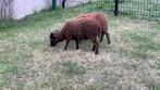 Ouessant ramlammetjes bruin met stamboom, Dieren en Toebehoren