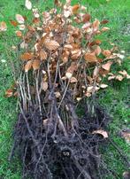 groene beukenhaag, fagus, Ophalen, Beukenhaag, Haag, Minder dan 100 cm
