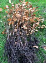 groene beukenhaag, fagus, Jardin & Terrasse, Plantes | Arbustes & Haies, Enlèvement, Haie de hêtre, Haie, Moins de 100 cm