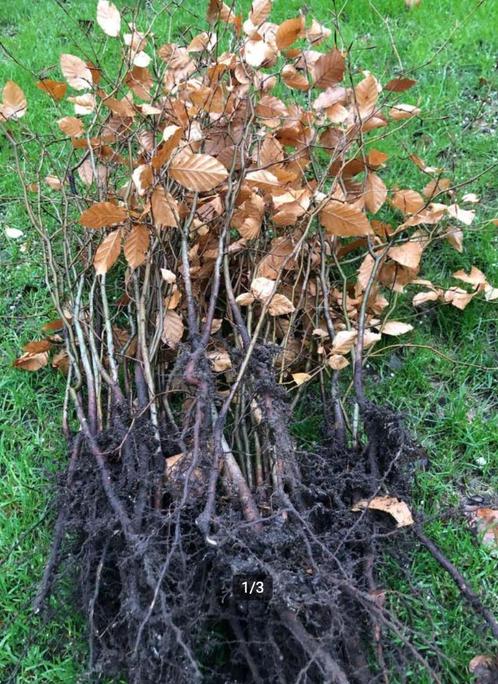 groene beukenhaag, fagus, Jardin & Terrasse, Plantes | Arbustes & Haies, Haie, Haie de hêtre, Moins de 100 cm, Enlèvement