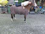 Super lieve drachtige welhs c pony, Merrie