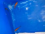 Baby koi, Dieren en Toebehoren