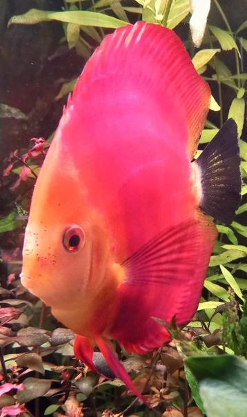 3 mooie discus vissen aan mooie prijs