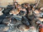 Araucana kippen , beginnen te leggen, Dieren en Toebehoren