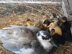 eend met 10 kuikens, Plusieurs animaux, Canard