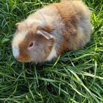 Erkende Opvang, Cavia