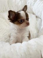 prachtige chihuahua pupjes te koop, Dieren en Toebehoren, Honden | Chihuahua's en Gezelschapshonden, België, CDV (hondenziekte)