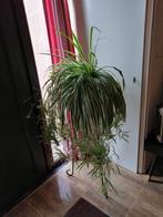 Graslelie, Huis en Inrichting, Kamerplanten, Overige soorten, 100 tot 150 cm, Halfschaduw, In pot