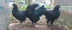 Broedeieren Ayam Cemani, Dieren en Toebehoren, Pluimvee