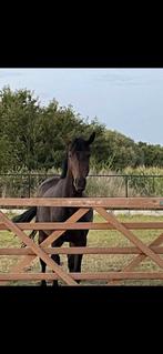 Paard zoekt ruiter, Animaux & Accessoires, Chevaux, Vermifugé, B, 160 à 165 cm, Cheval de récréation
