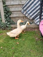 Eenden te koop 30euro per eend, Eend