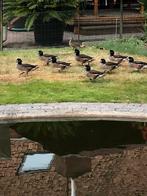 Chilli smienten, Meerdere dieren, Eend