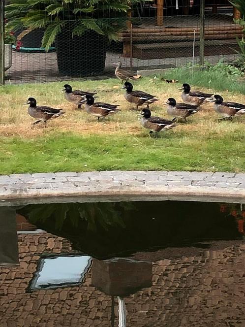 Chilli smienten, Dieren en Toebehoren, Pluimvee, Eend, Meerdere dieren