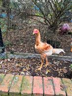 Indio Gigante hanen., Mannelijk, Kip