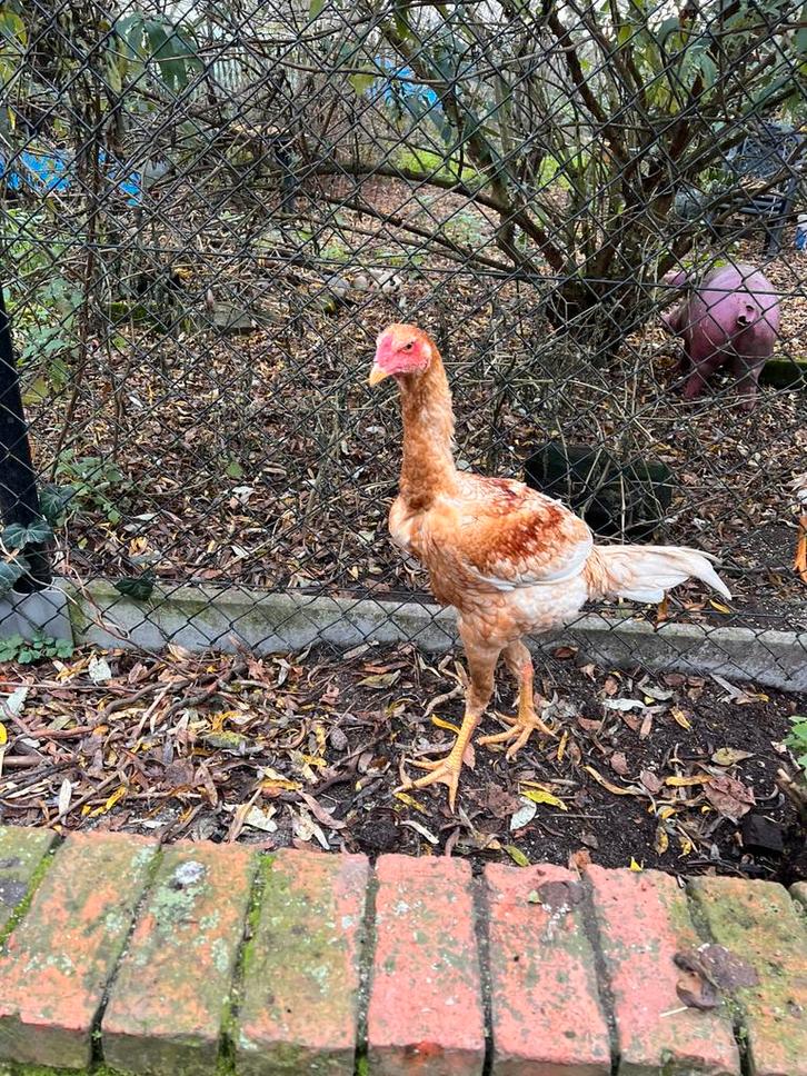 Indio Gigante hanen., Dieren en Toebehoren, Pluimvee, Kip, Mannelijk