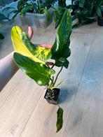 Philodendron Domesticum Variegata, Huis en Inrichting, Kamerplanten, Ophalen of Verzenden