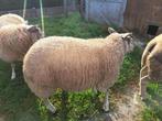 Mooie jonge ooi, Dieren en Toebehoren, Schapen, Geiten en Varkens, Vrouwelijk, Schaap, 0 tot 2 jaar