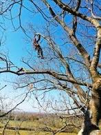 Elagage et abattage tout types d'arbres dangereux