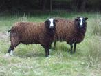 Twee schapen, zwartbles GERESERVEERD, Dieren en Toebehoren, Schapen, Geiten en Varkens, Vrouwelijk, Schaap