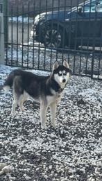 Husky, Particulier, 15 weken tot 1 jaar, Buitenland, CDV (hondenziekte)