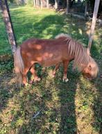 Kinderpony, Gechipt, Niet van toepassing, 0 tot 2 jaar, Hengst