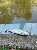 Forel, Watersport en Boten, Hengelsport | Algemeen, Ophalen, Nieuw, Overige typen