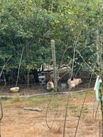 5 kippen en een haan, Dieren en Toebehoren, Pluimvee, Meerdere dieren, Kip