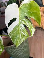 Monstera albo variegata plantje, Huis en Inrichting, Kamerplanten, Ophalen