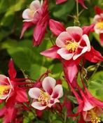 Aquilegia Crimson Star, Ophalen