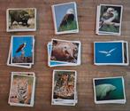 Panini 180 afbeeldingen volledige set Animals of the World, Ophalen of Verzenden, Gebruikt, Plaatje