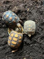 3 Great Turtles te koop, Dieren en Toebehoren, Reptielen en Amfibieën | Toebehoren
