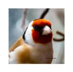 Putter man split satinet en bruin 2025, Animaux & Accessoires, Oiseaux | Oiseaux Autre, Plusieurs animaux, Oiseau chanteur sauvage