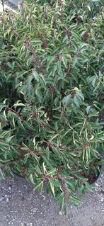 Prunus lusitanica angustifolia (portugeese laurier), Enlèvement ou Envoi